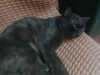 Cat Adoption