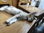 Cat Adoption