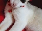Cat adpted