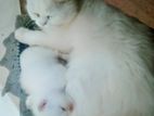 cat and kitten available