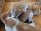 Cat baby (5 day)