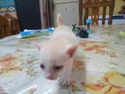 cat baby
