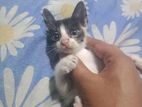 Cat Baby Mix Breed Persian