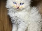 Cat blue eyes persian