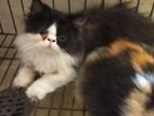 Cat calico persian