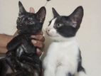 Cat deshi 3 month age Duti baccha adopt dewa Hobe