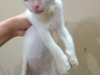Cat For Adaption