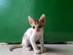 Cat For Adoption ( 3 Month) Male