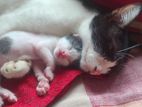 Cat for Adoption