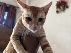 Cat For Adoption
