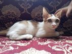 Cat For Adoption