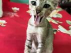 Cat For Adoption