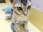 Cat For Adoption
