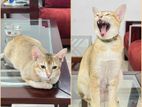 Cat For Adoption