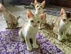 Cat For Adoption