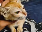 Cat For Adoption