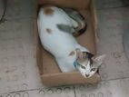 Cat for Adoption
