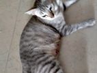 Cat For Adoption Free (বিনামূল্যে)