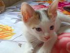 Cat for adoption (free)