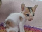 CAT FOR ADOPTION (kitten)