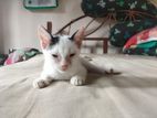 Cat for adoption(free)