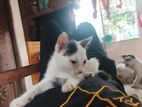 Cat For Adoption(free)
