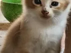 Cat For Adoption