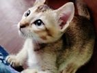 cat for free adoption (বিনামূল্যে )