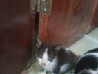 Cat for Free Adoption