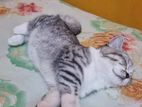 Persian Cat