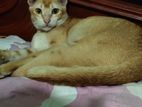 Cat selll