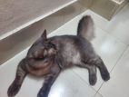 Cat For Sale