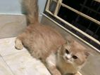 Cat For Sale
