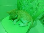 Cat For Sale