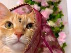Cat For Sale