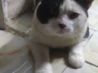 Cat for sell