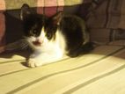 Cat For Sell..