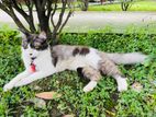 Cat for sell
