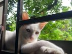 Cat For Sell