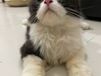 Cat For Sell