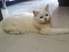 Cat For Sell….