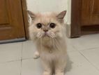 Cat For Sell (urgent)