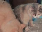 Cat Foster home
