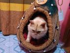 cat house