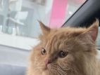 Cat Imergancy Sell