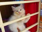 Cat kittens