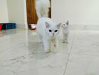 Cat Male Female