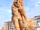 Cat Male Female Sale