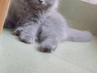 Pure Persian cat male