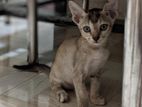 CAT Mix Breed adoption